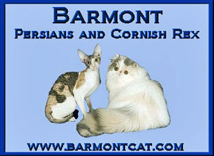 Barmont Persians and Cornish Rex